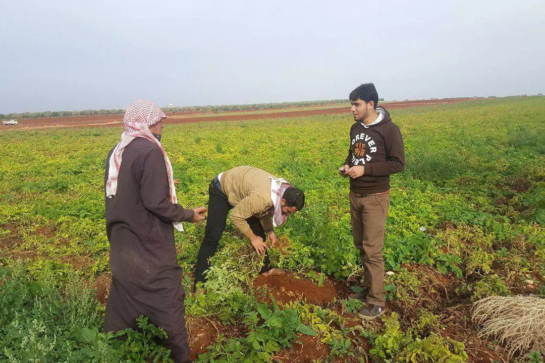 مزارعوا ريفي حمص و حماه يبدأون بزراعة موسم جديد من “البطاطا”