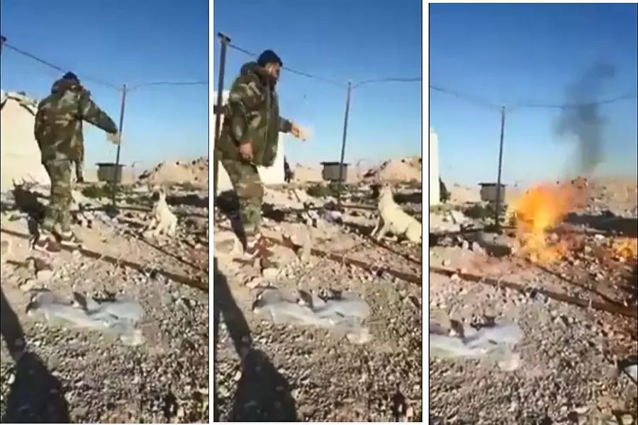 بعد إطعام الحصان لأسد .... فيديو صادم لعنصر من جيش النظام يحرق "كلباً" أخاف حبيبته