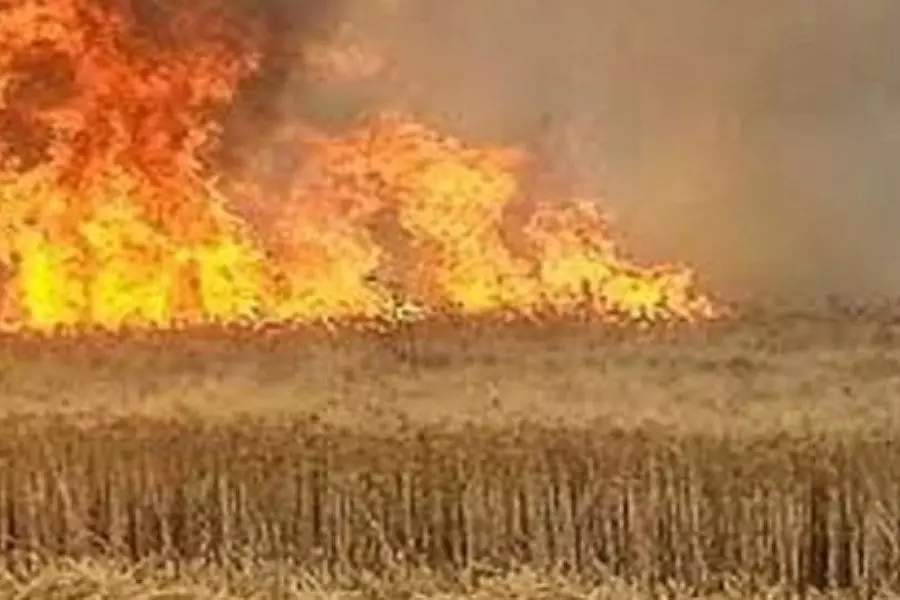 الحرائق تلتهم مئات الدنمات من حقول الشعير بريف الحسكة والأهالي يسيطرون عليها