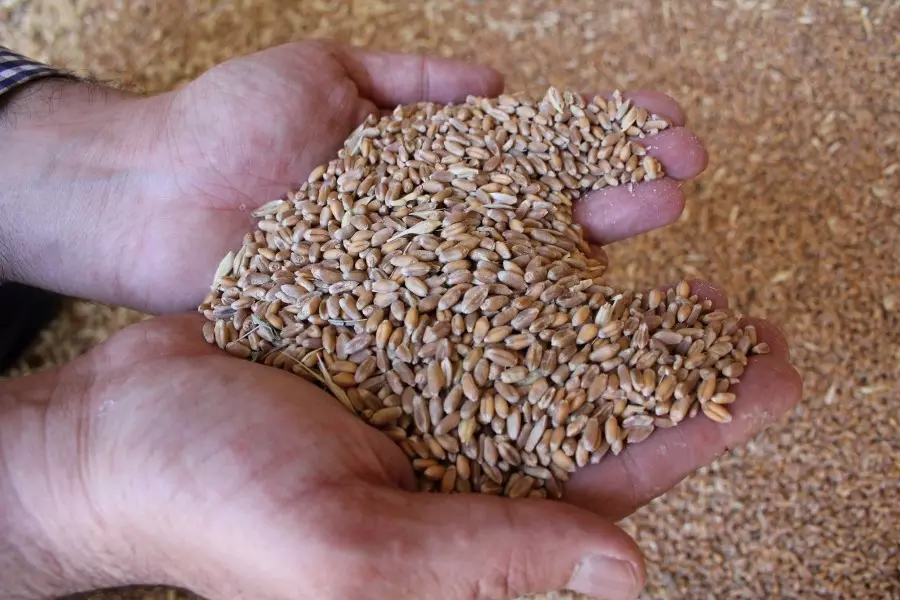 تسلط ومتاجرة بأرزاق مزارعي القمح دون محاسب أو رقيب