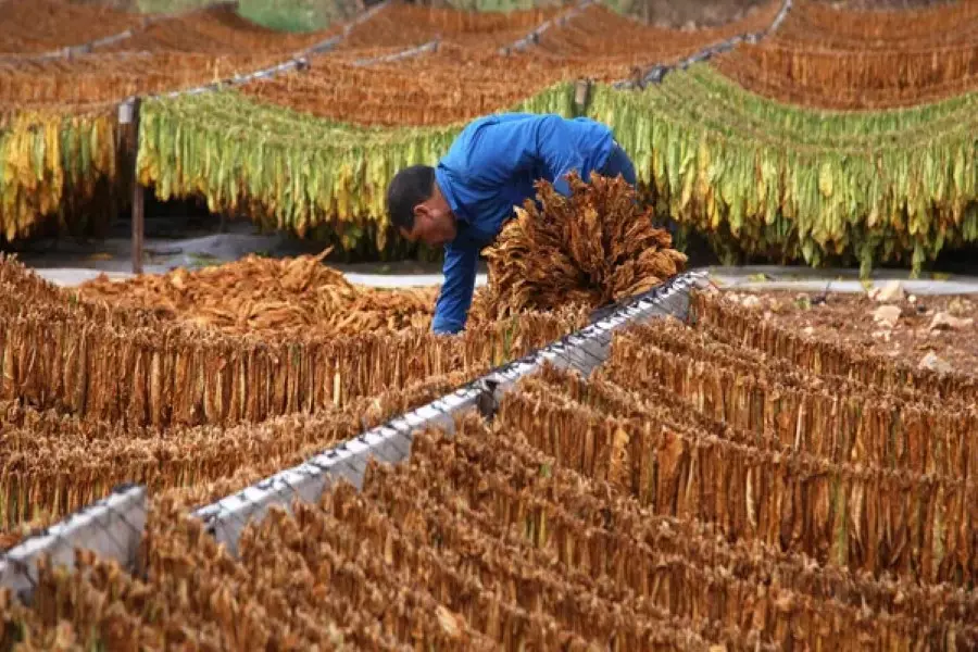 لدعم اقتصاده المتهالك ... النظام يرعى زراعة "التبغ" ويستورد "القمح"