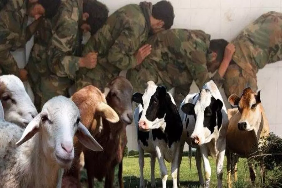 عملية تبادل جنود الأسد بـ "أبقار ومواشي" مسروقة في الشحيل بدير الزور
