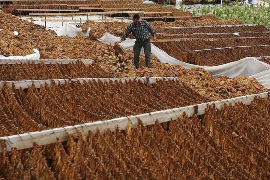 وسط تجاهله لـ"القمح" .. النظام يحصد أكثر من 84 مليار ليرة من زراعة التبغ