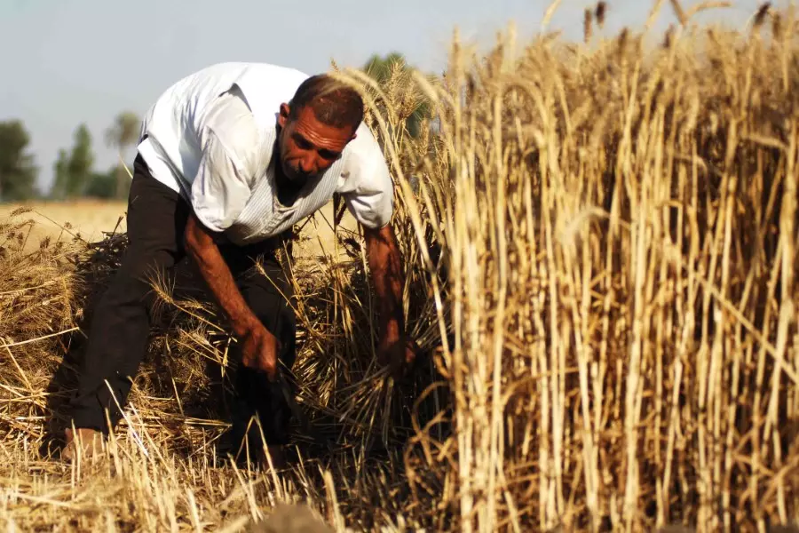 الفاو: محصول القمح في سوريا لهذا العام كان الأدنى خلال 30 عاماً