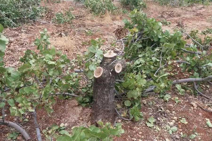نشطاء: ميليشيات الأسد تواصل قطع أشجار "الفستق والزيتون" بريف حماة