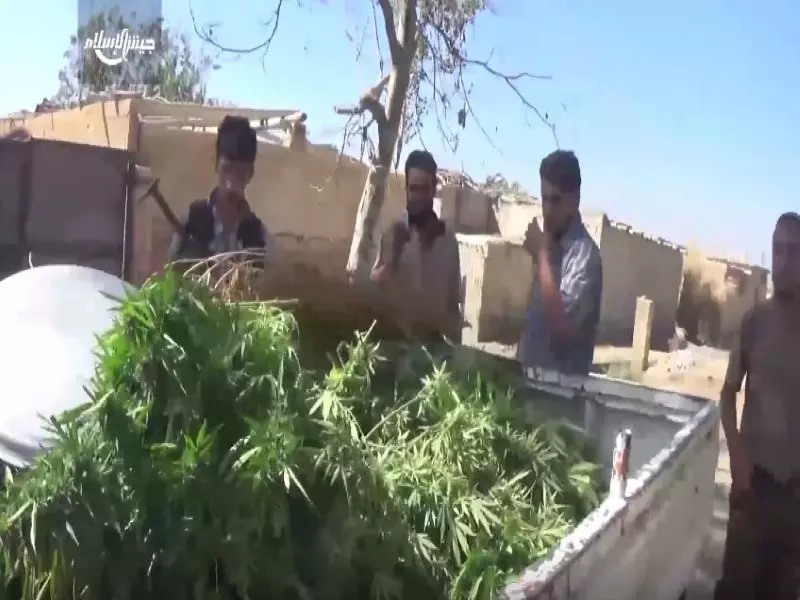 الهيئة الأمنية في جيش الإسلام تداهم مزارع نبتة القنب (الحشيش) في الغوطة الشرقية.