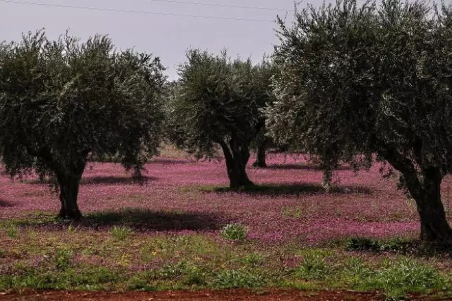 بعد تهجير أصحابها ... ميليشيات النظام تقتلع أشجار الزيتون بعدة مناطق بريفي إدلب وحلب
