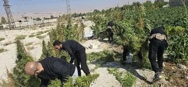 تقدر بـ240 كيلو.. الداخلية تضبط مزرعة حشيش بريف دمشق