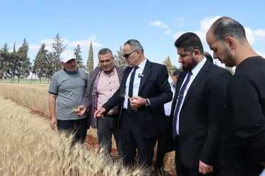 الزراعة تعلن معايير الحصول على القرض الحسن لدعم زراعة القمح