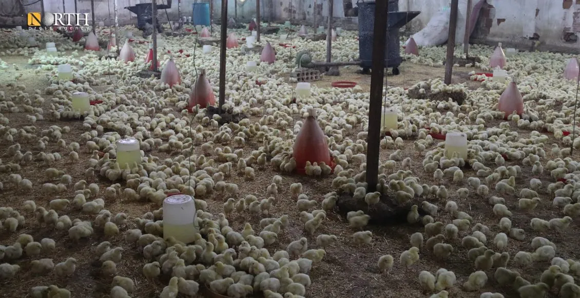 أزمة قطاع الدواجن في سوريا بين ارتفاع التكاليف واستيراد الفروج