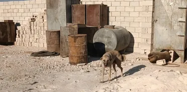 الكلاب الضالة.. خطر يومي يلاحق أهالي المخيمات                                                                                                                                           