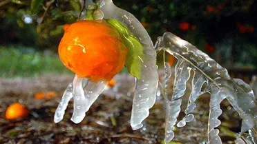 مديرية زراعة حلب تحذّر من موجة صقيع وتدعو المزارعين لاتخاذ إجراءات وقائية