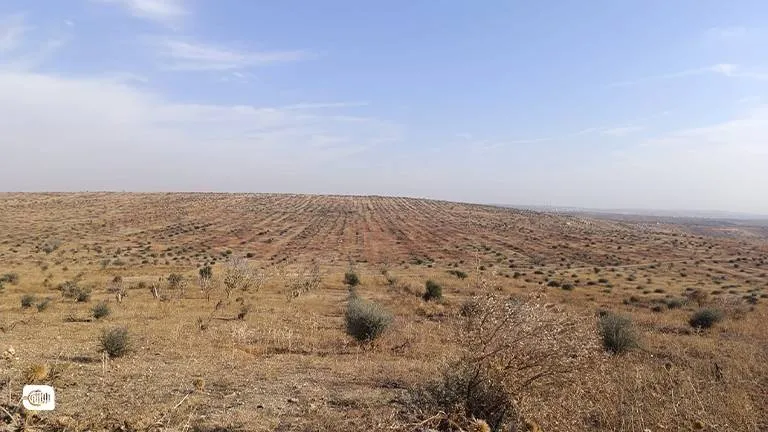 العائدون من النزوح إلى أرض بلا ظلال: الأشجار ضحية جديدة لانتقام الأسد