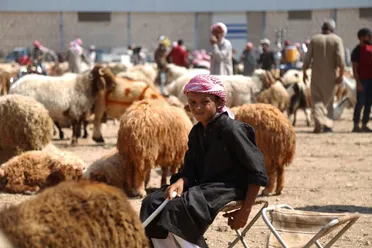 أسعار الأضاحي تتراجع 15% عن العام الماضي.. والحديث عن "نصف السعر" مبالغ فيه