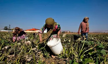 فتيات الحقول: طفولة منهكة تحت وطأة العمل الزراعي