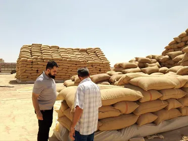 150 مليون دولار قيمة المدفوعات.. انتهاء فترة استلام القمح من الفلاحين لهذا الموسم
