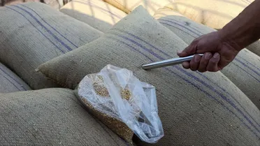 بقرار من السورية للحبوب.. استيعاب القمح غير المطابق للبذار وتحويله للمطاحن