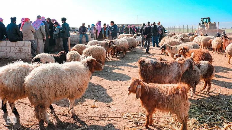 صعوبات كبيرة لمربي المواشي في إدلب وسط ندرة المراعي وارتفاع أسعار الأعلاف