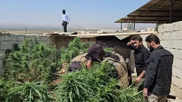 ضبط مزرعة حشيش في عفرين بريف حلب وإلقاء القبض على صاحبها