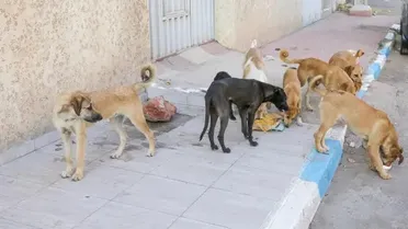 الكلاب الشاردة في عين العرب: خوف الأطفال ومخاوف الأهالي تتصاعد مع بداية العام الدراسي