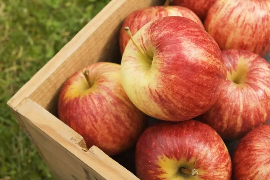 شروط للتعامل مع المصدرين في مصر تعيق تصدير 80% من التفاح السوري
