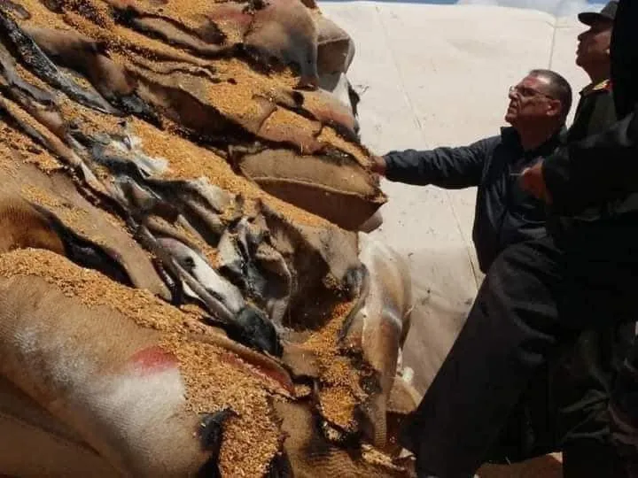 غير عادل ولا يغطي التكاليف .. اتحاد الفلاحين ينتقد تسعيرة "القمح" ومسؤول يعتبرها "مكرمة"