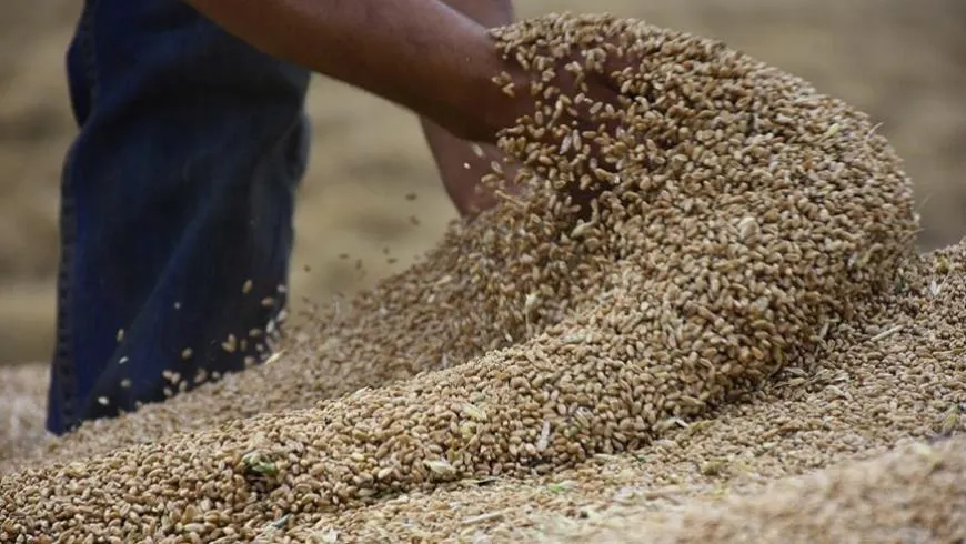 "التسعيرة الحكومية محبطة" .. وزيرة سابقة تدعو لشراء القمح وفق السعر العالمي