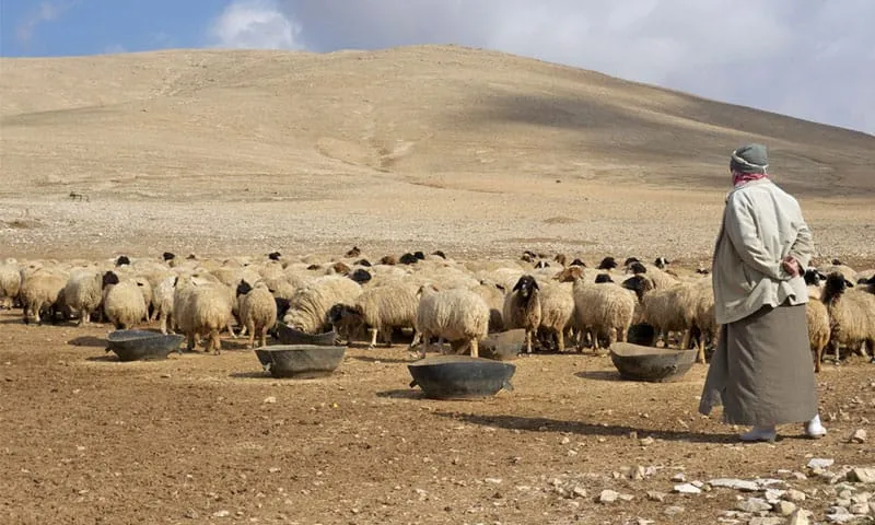 خبير موالي: "الثروة الحيوانية بخطر داهم" وآخر يؤكد "الدعم لا يكفي ربع الحاجة"